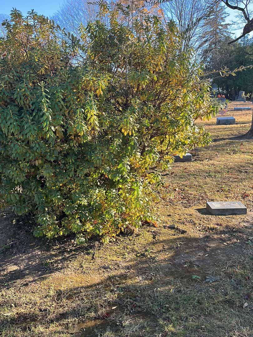 Lenore J. Hamilton's grave. Photo 3